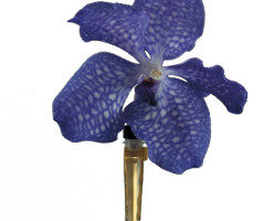 Living Jewel I Anco orchids